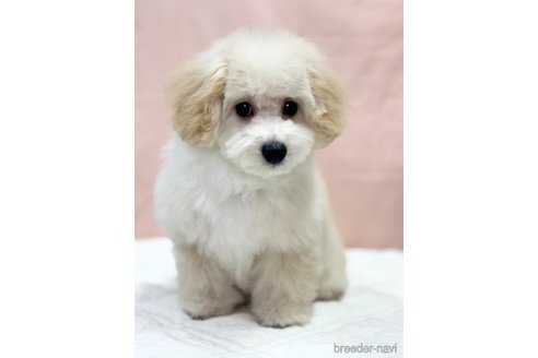 成約済の埼玉県のマルプー:マルチーズ×トイプードル-281582の3枚目